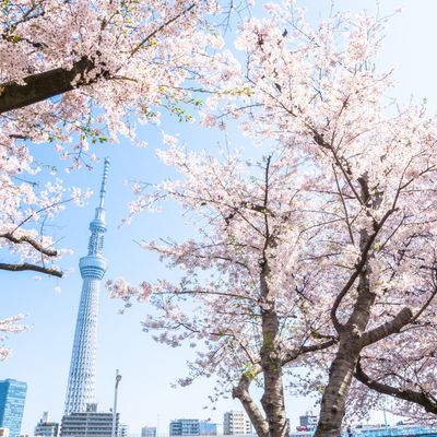 春休みにおすすめの東京ツアーイメージ